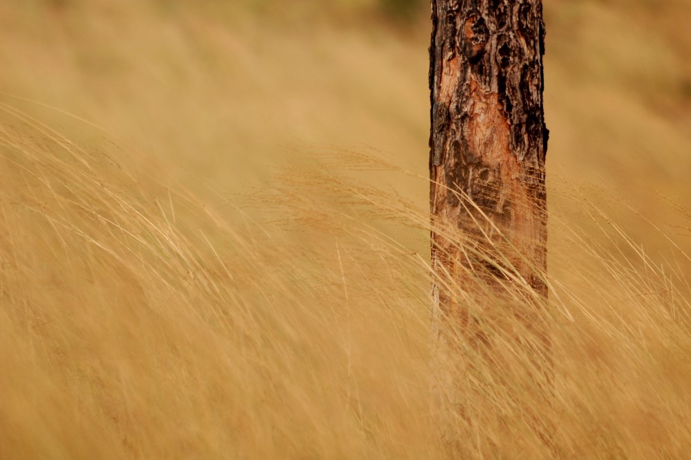 Gushing winds